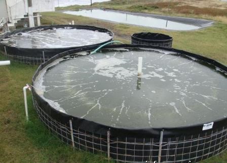 كولومبيا الزراعة المستديرة 